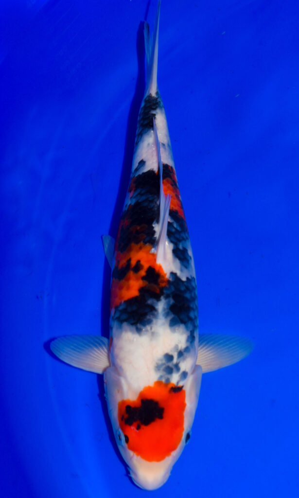 Colourful koi fish swimming in blue water