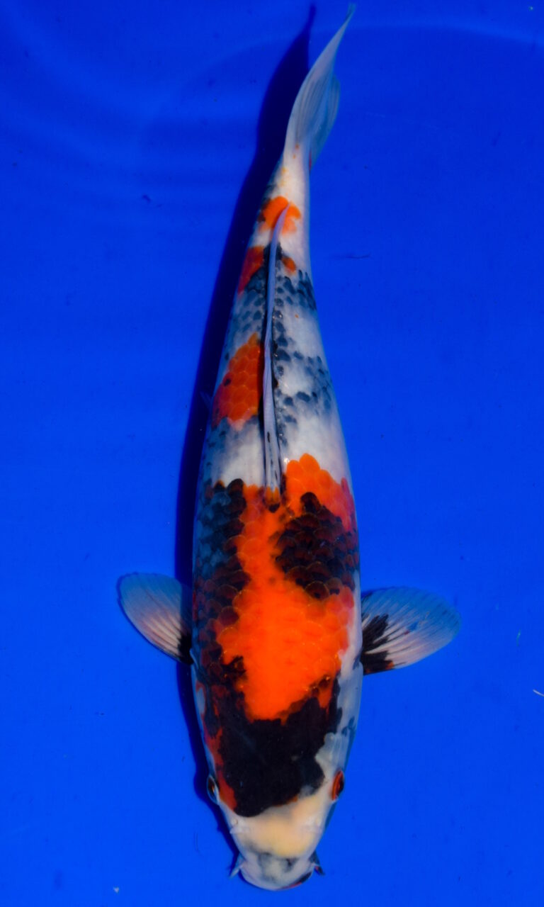 Colourful koi fish in blue water