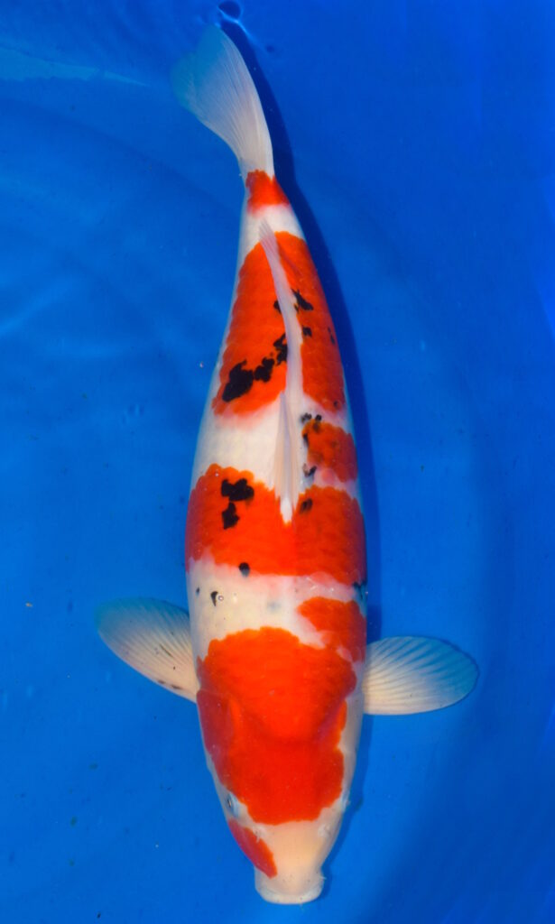 dsc 0305