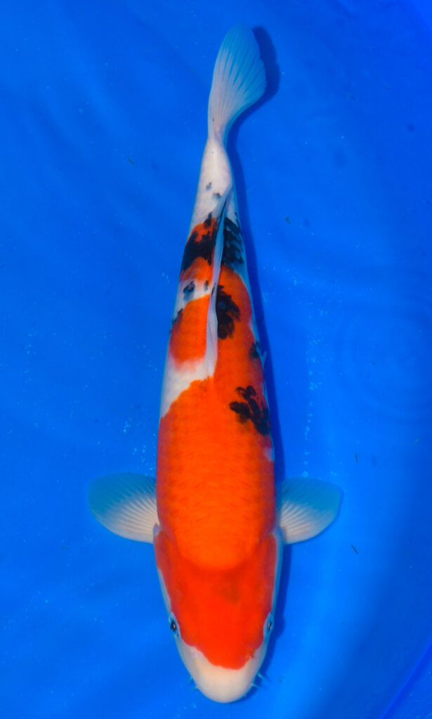 dsc 0356