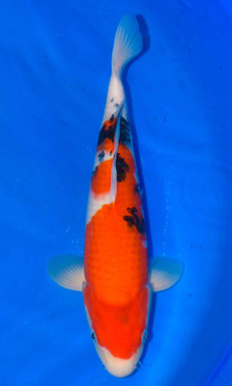 dsc 0356
