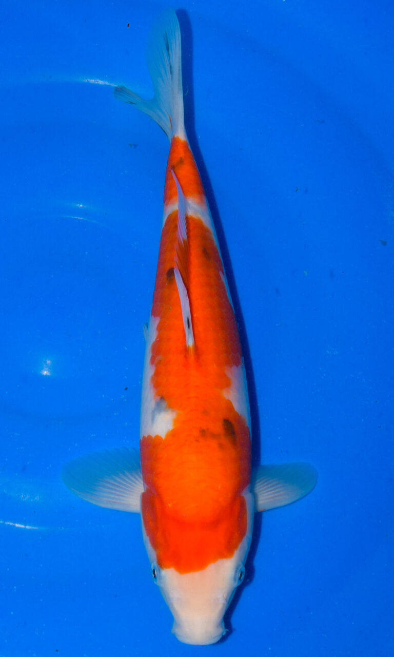 dsc 0360
