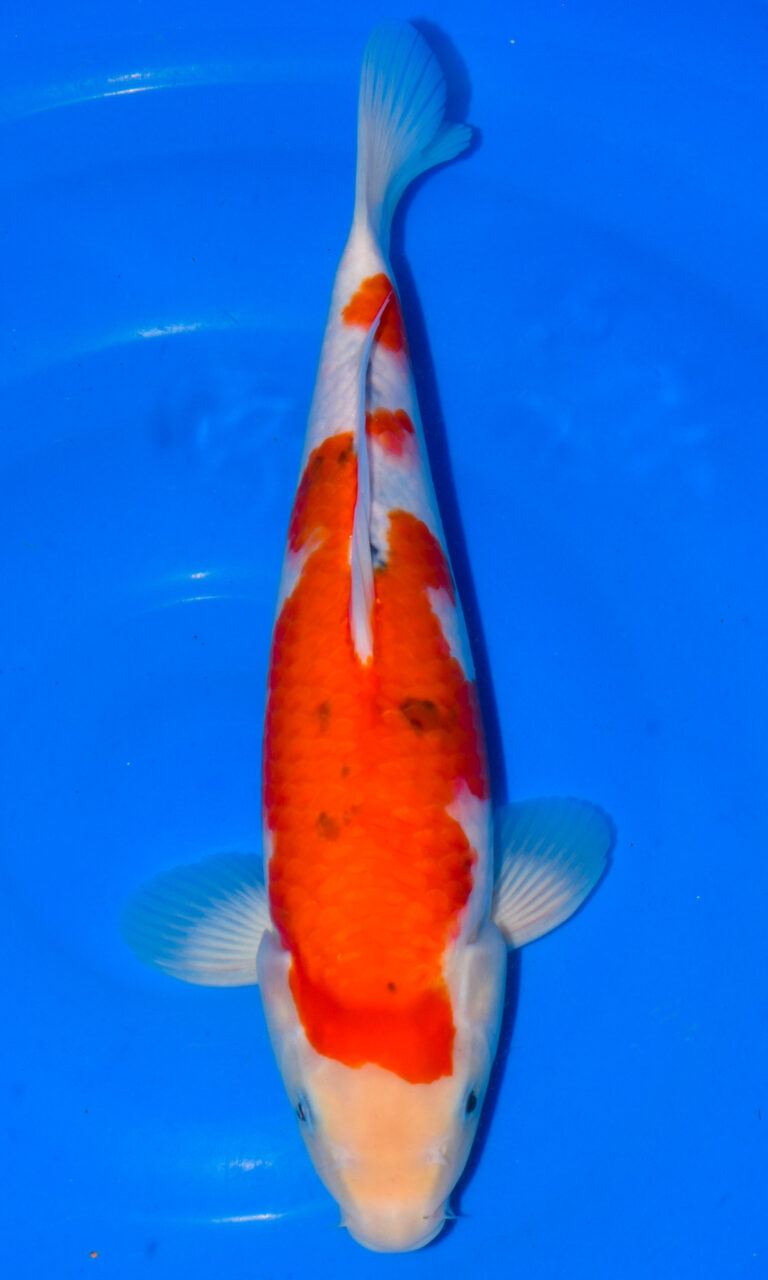 dsc 0369