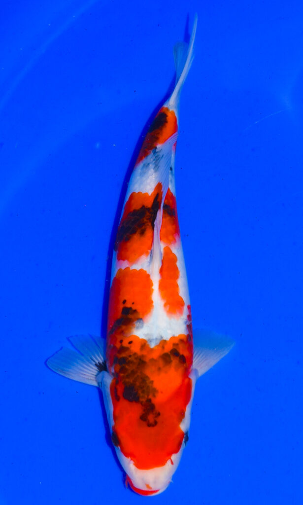 dsc 0172