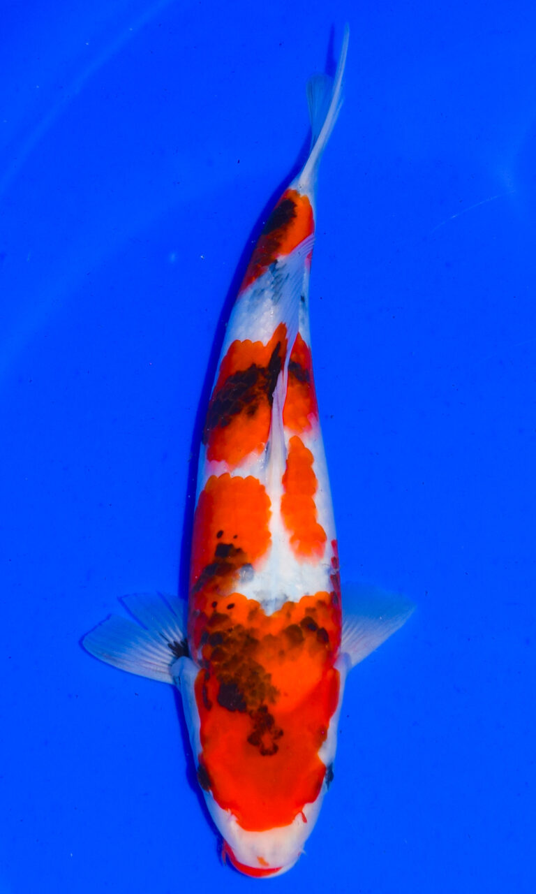 dsc 0172