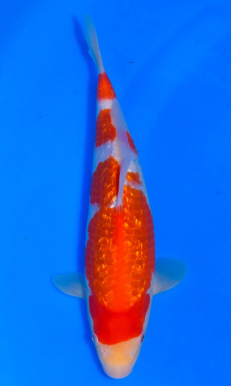 dsc 0874
