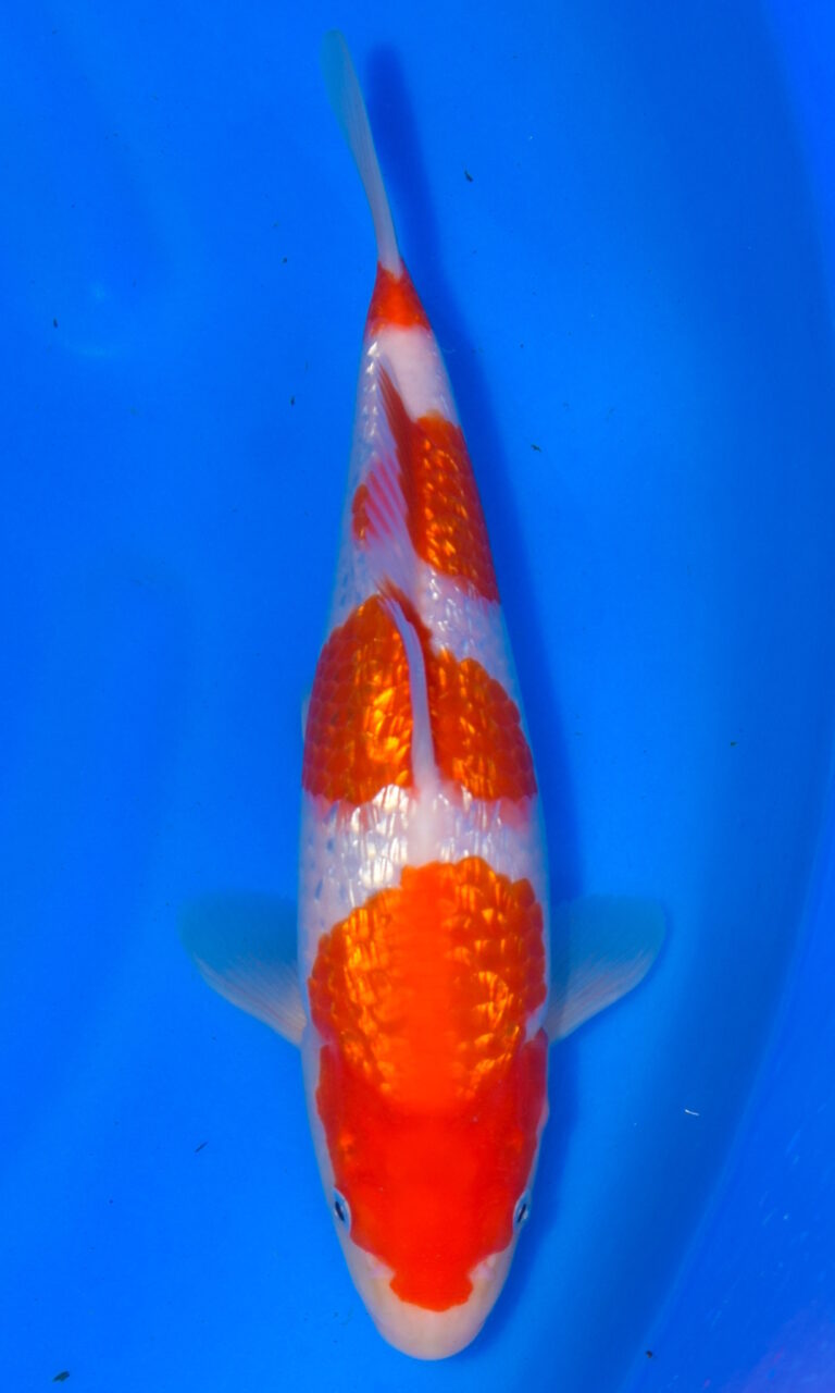 dsc 0878