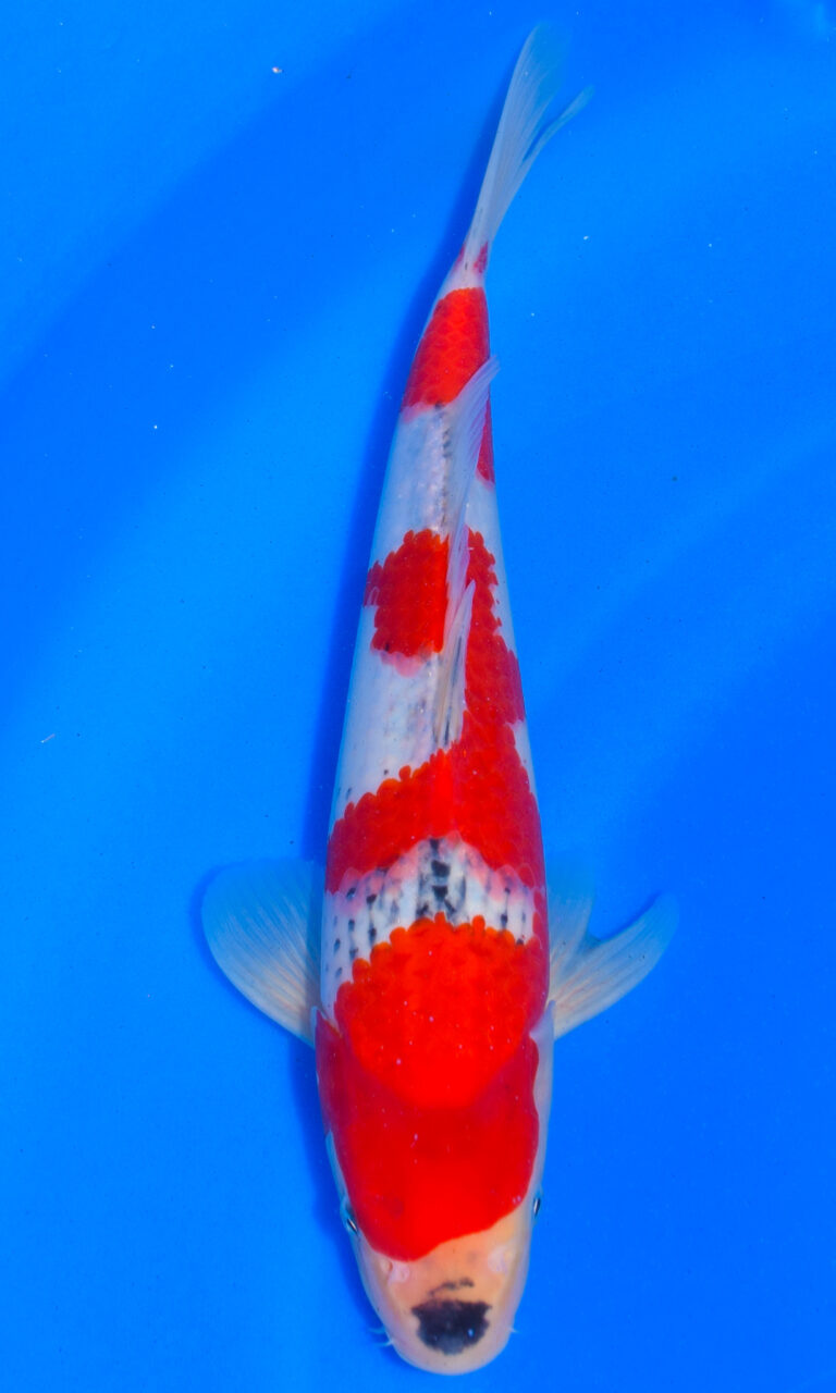dsc 0904