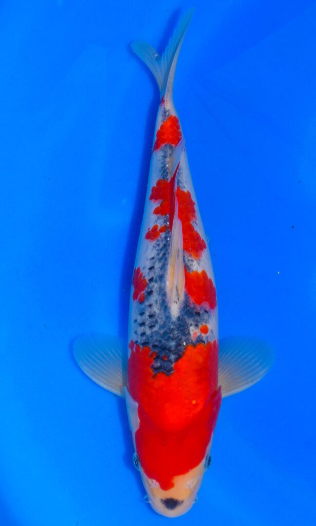 dsc 0907