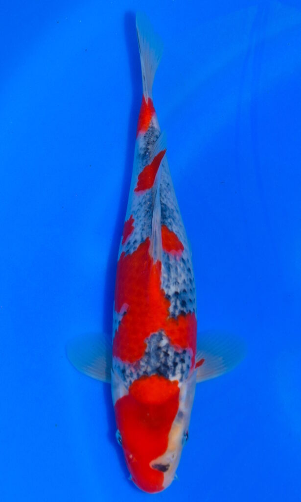dsc 0916