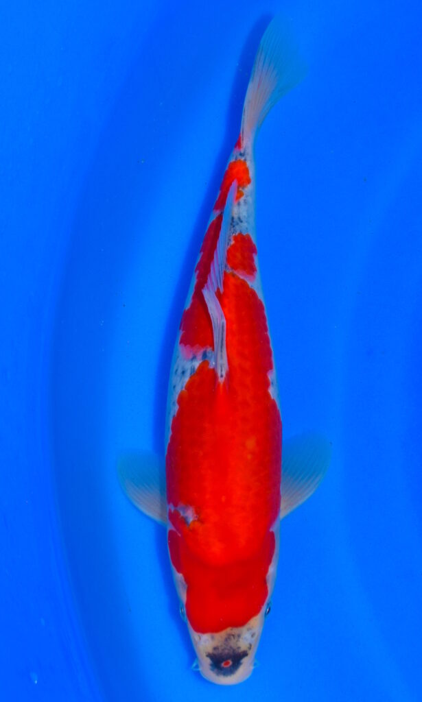 dsc 0918