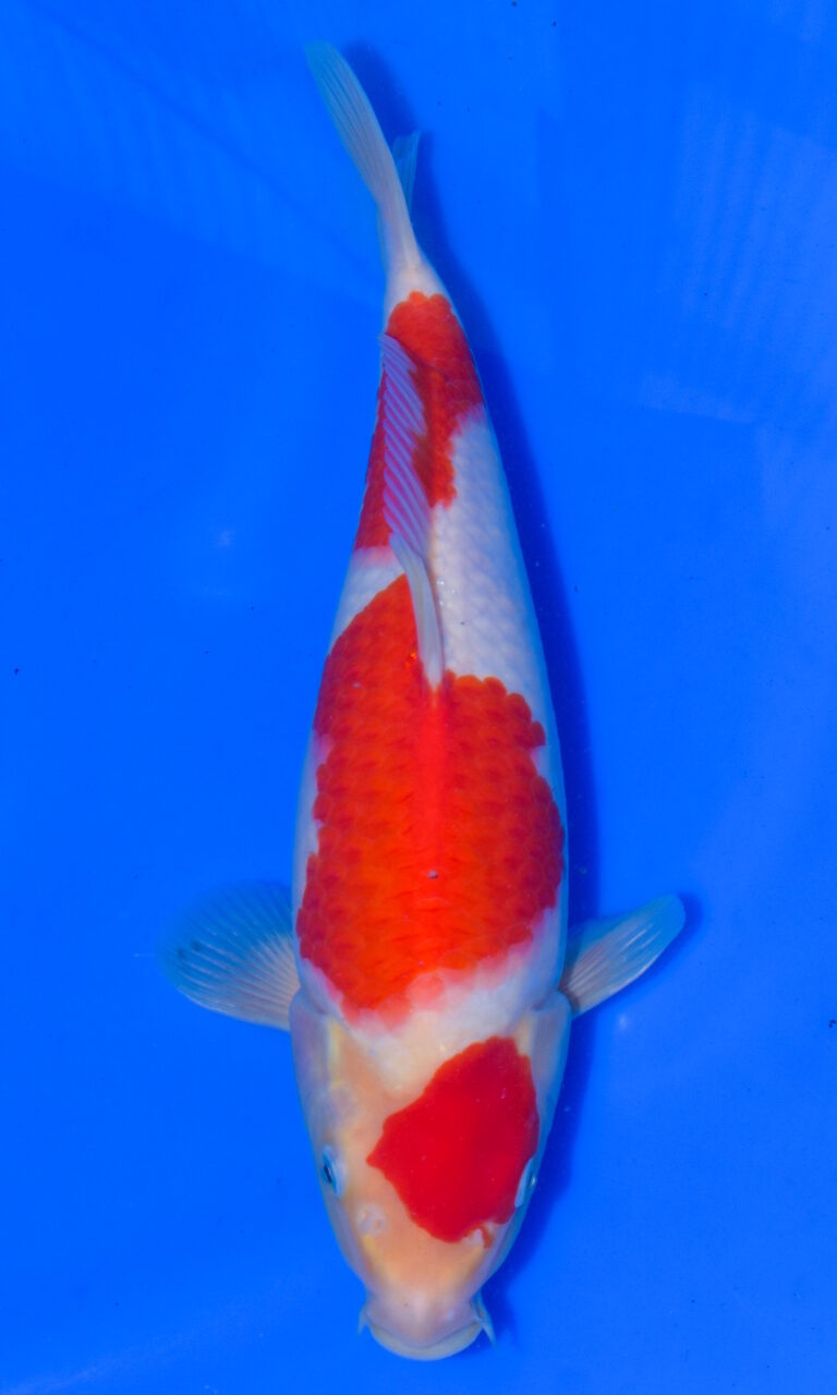 dsc 0936