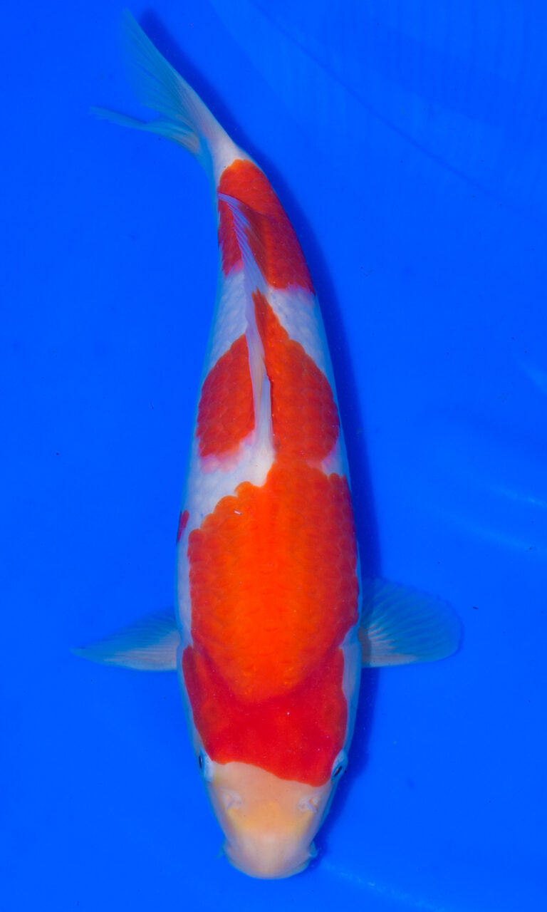 dsc 0944