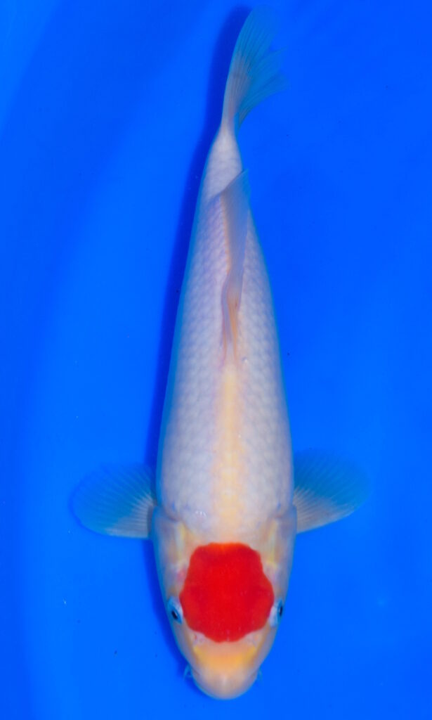 dsc 0947