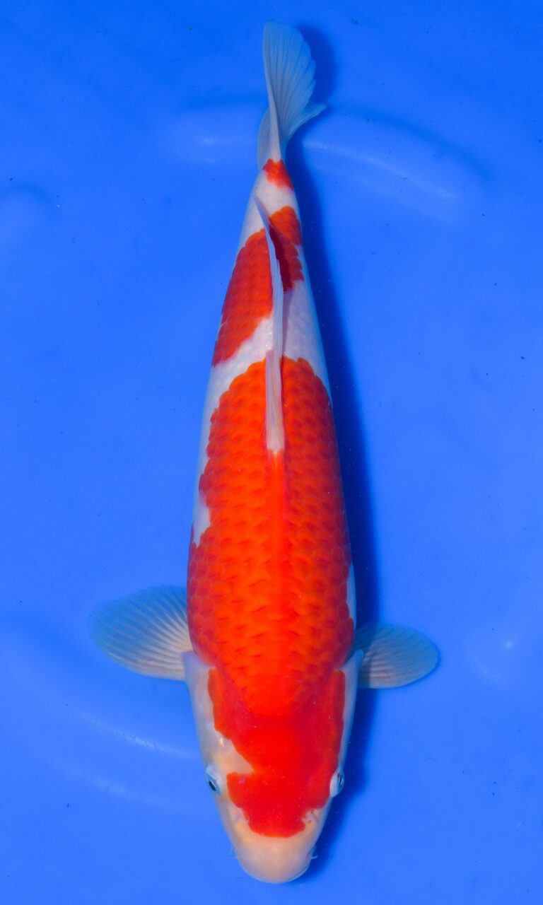 dsc 0959