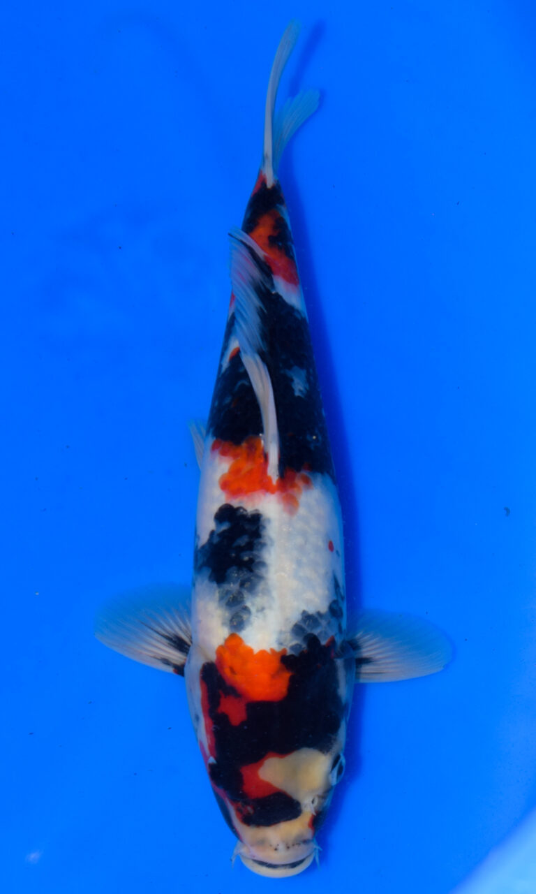 dsc 0981