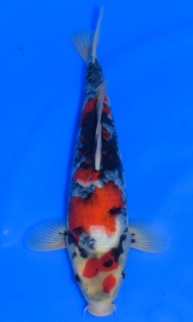dsc 0985