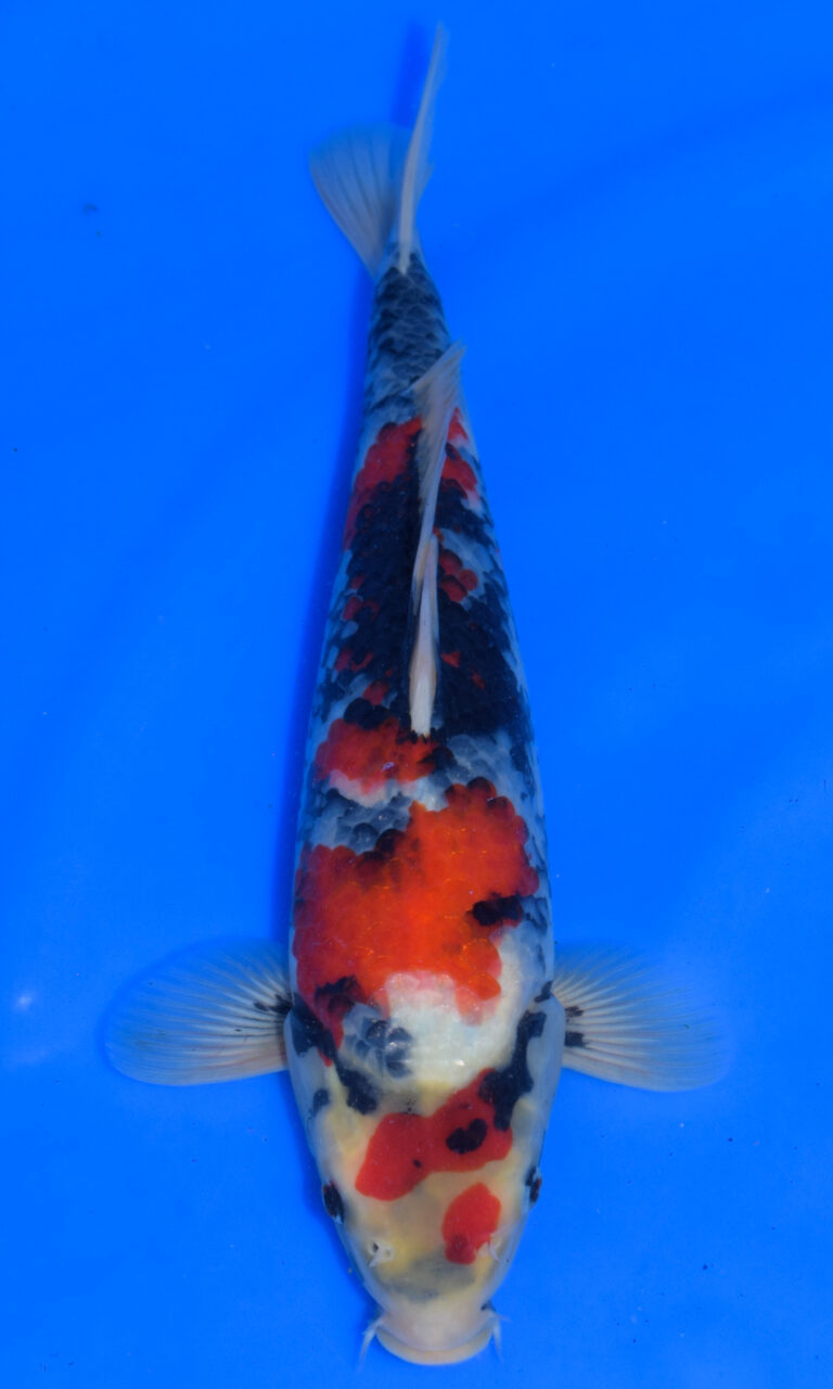 dsc 0985