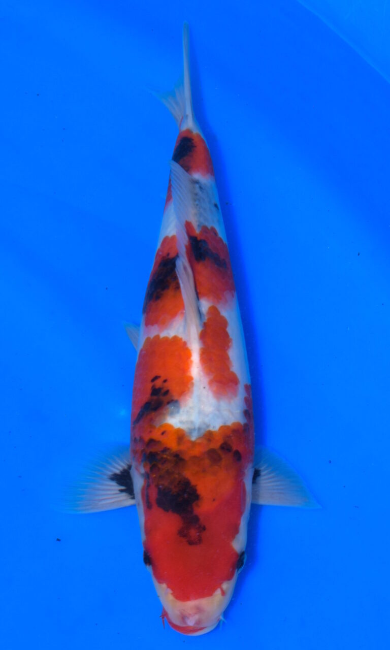 dsc 1005
