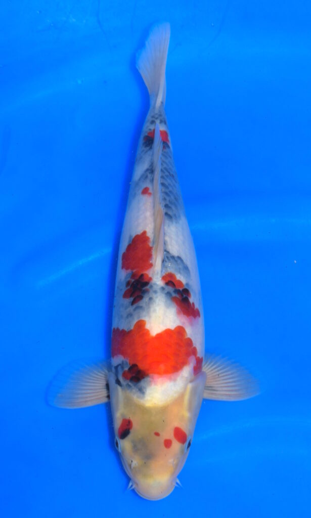 dsc 1011