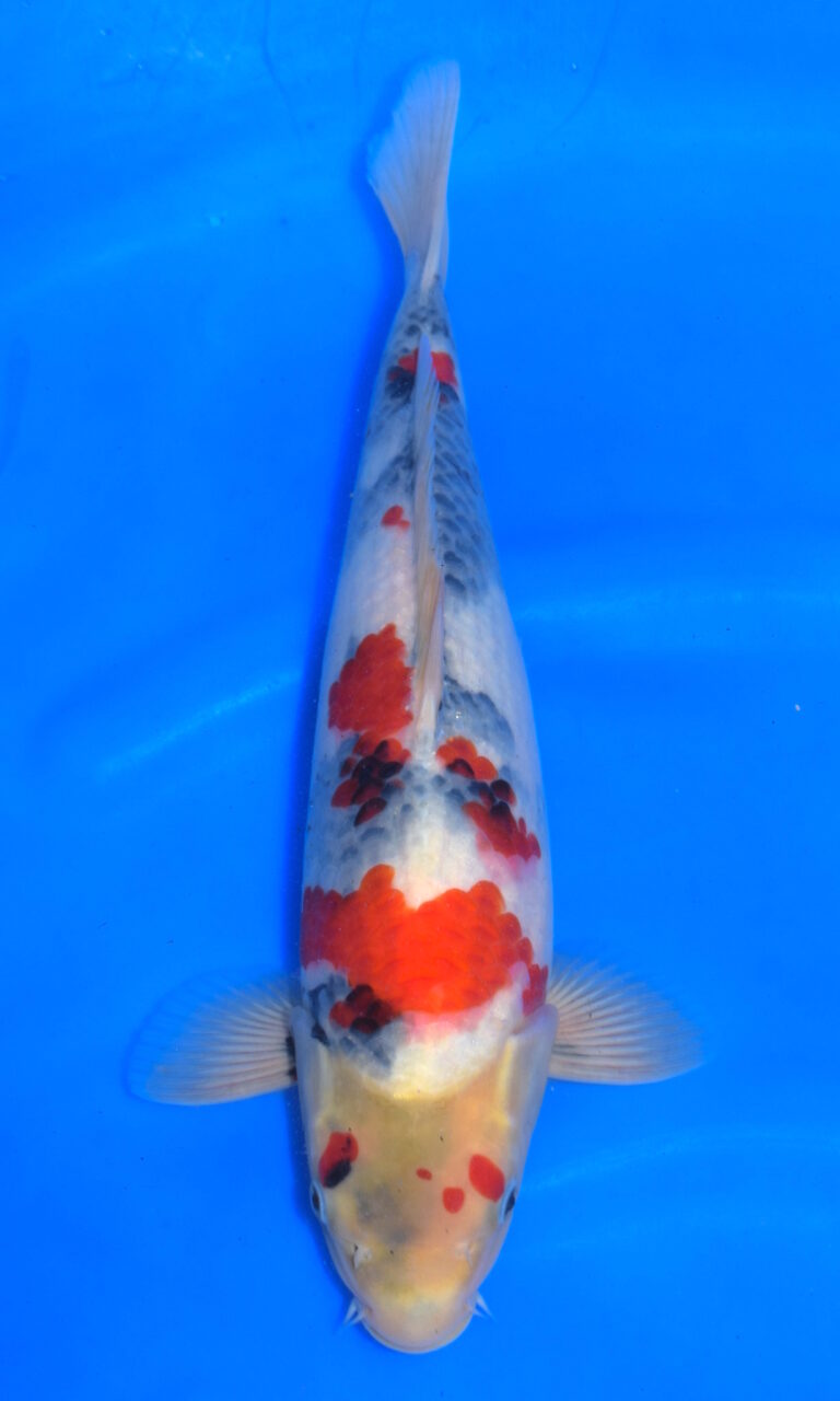 dsc 1011