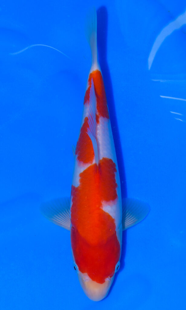 dsc 0001