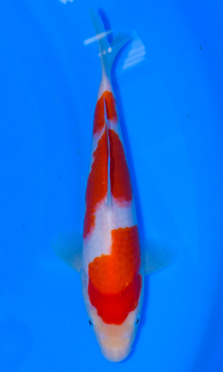 dsc 0004