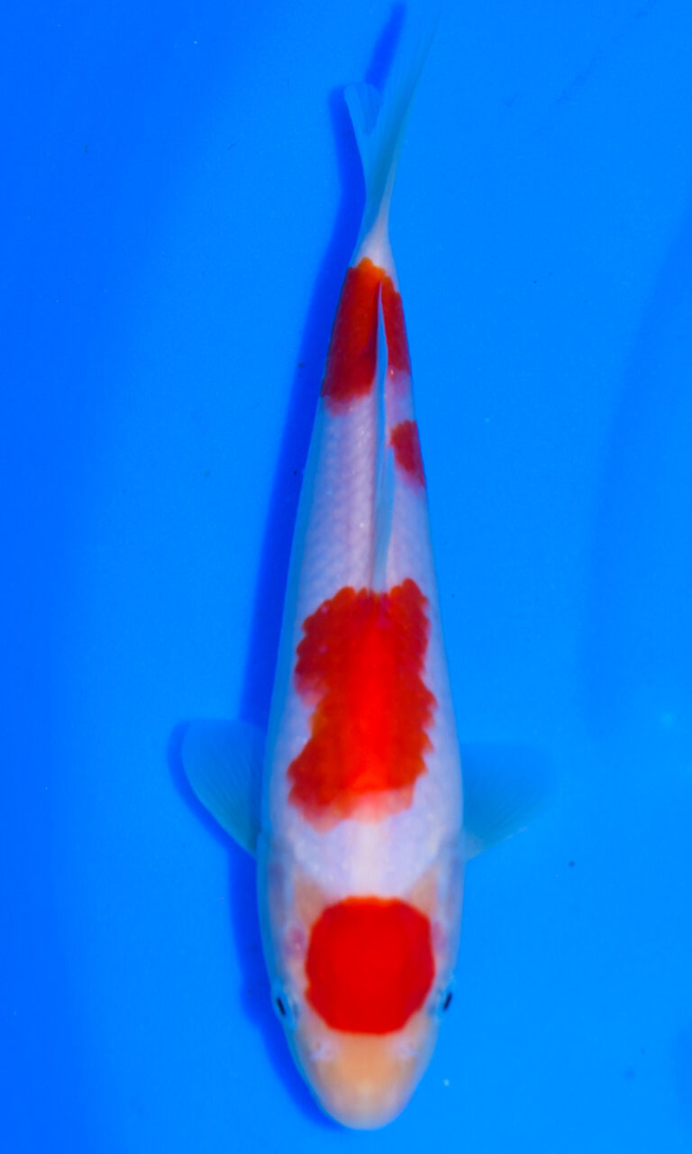 dsc 0006