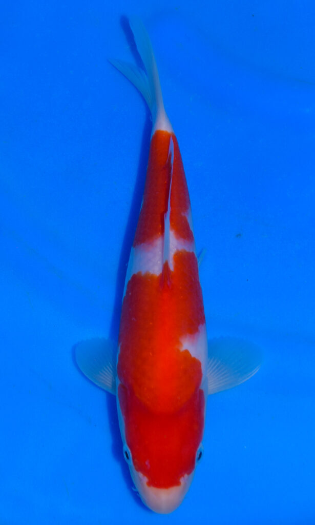 dsc 0008
