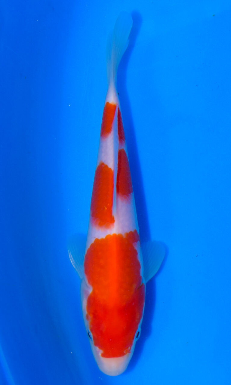 dsc 0012