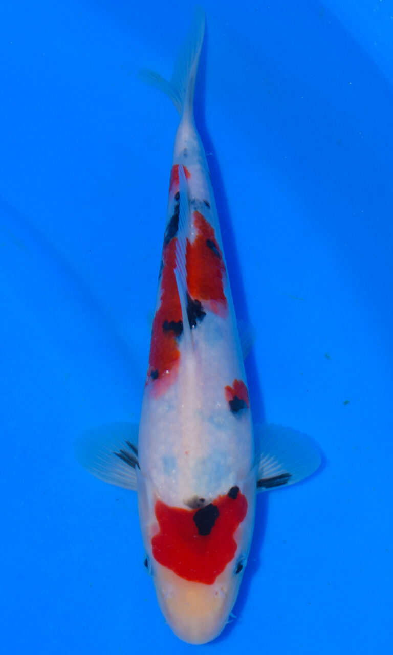 dsc 0016