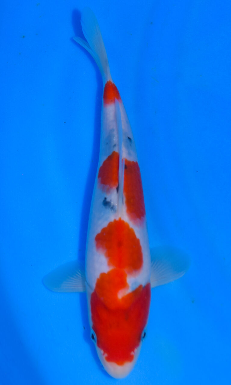 dsc 0031