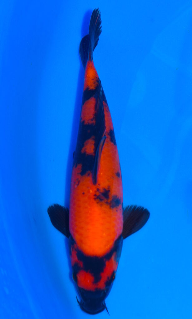 dsc 0040