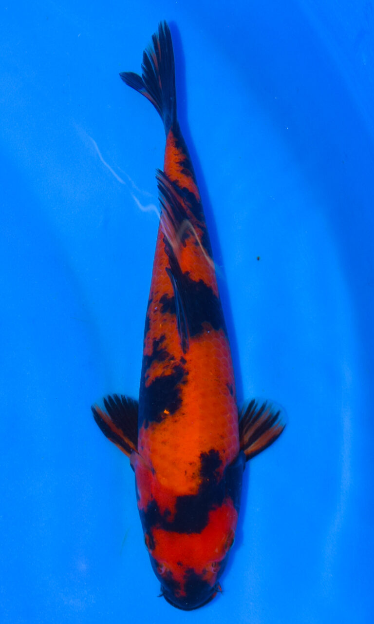 dsc 0041