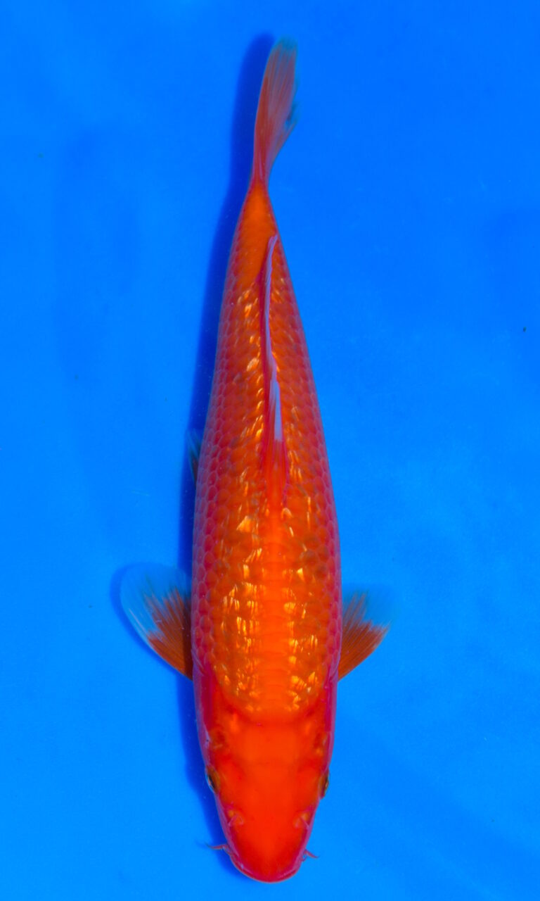 dsc 0046