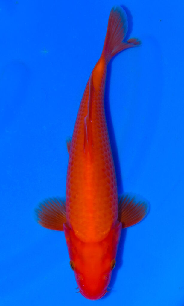 dsc 0055