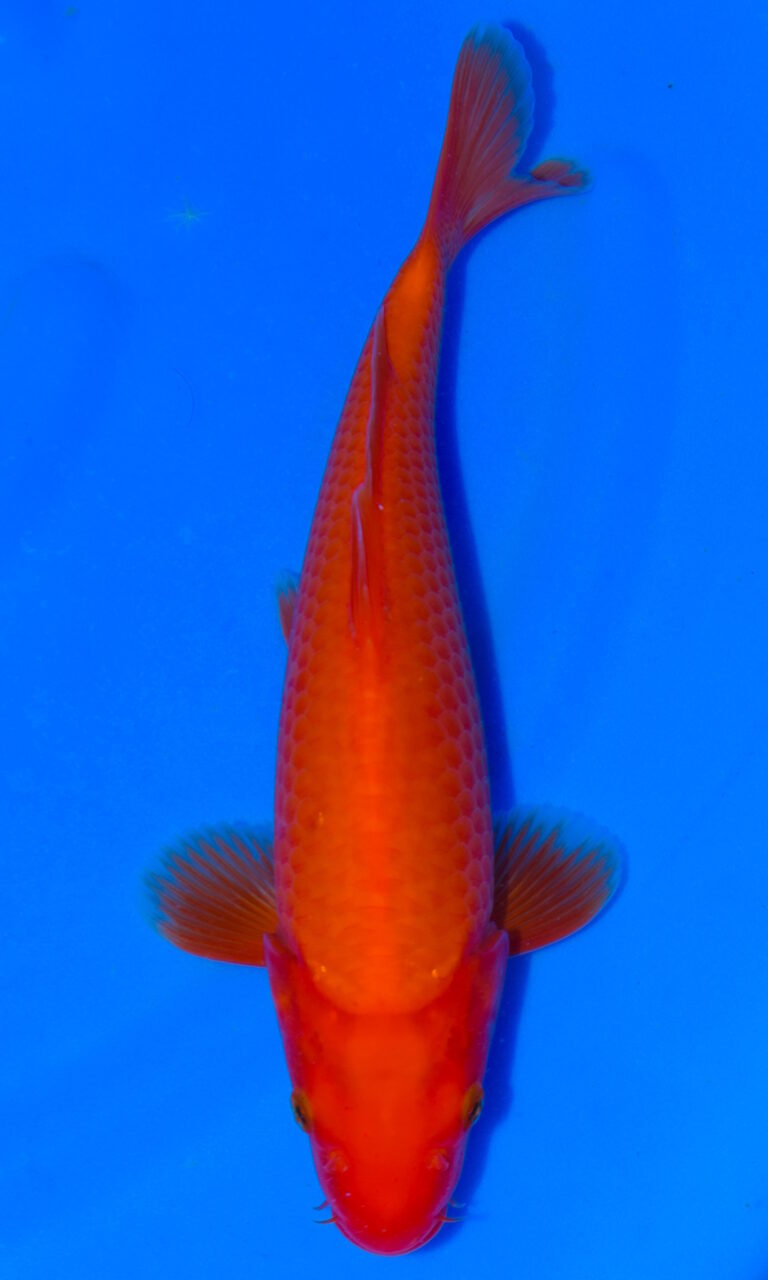 dsc 0055
