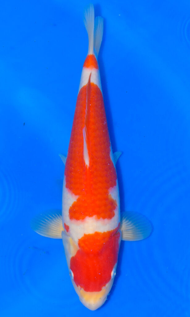 dsc 0155