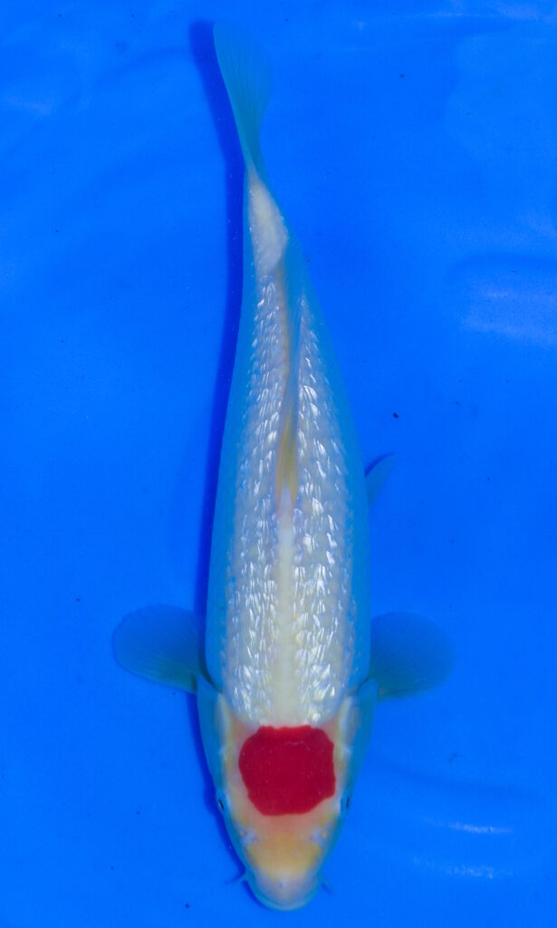 dsc 0166