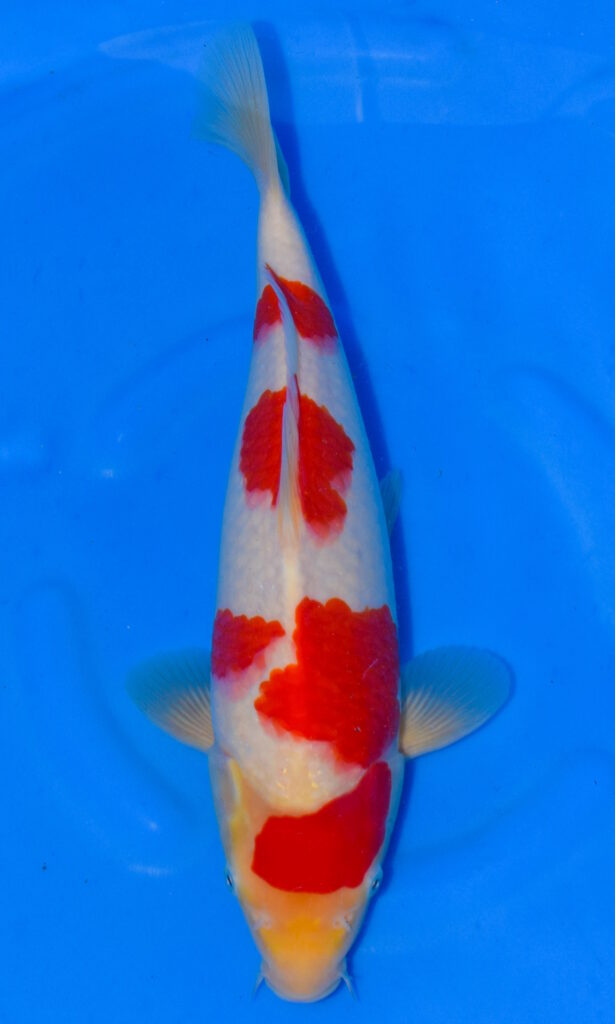 dsc 0171