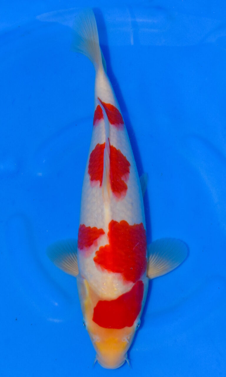 dsc 0171