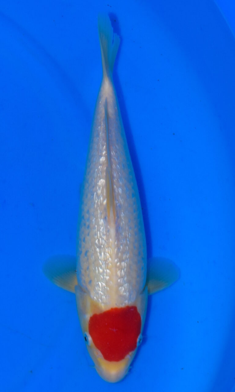 dsc 0177