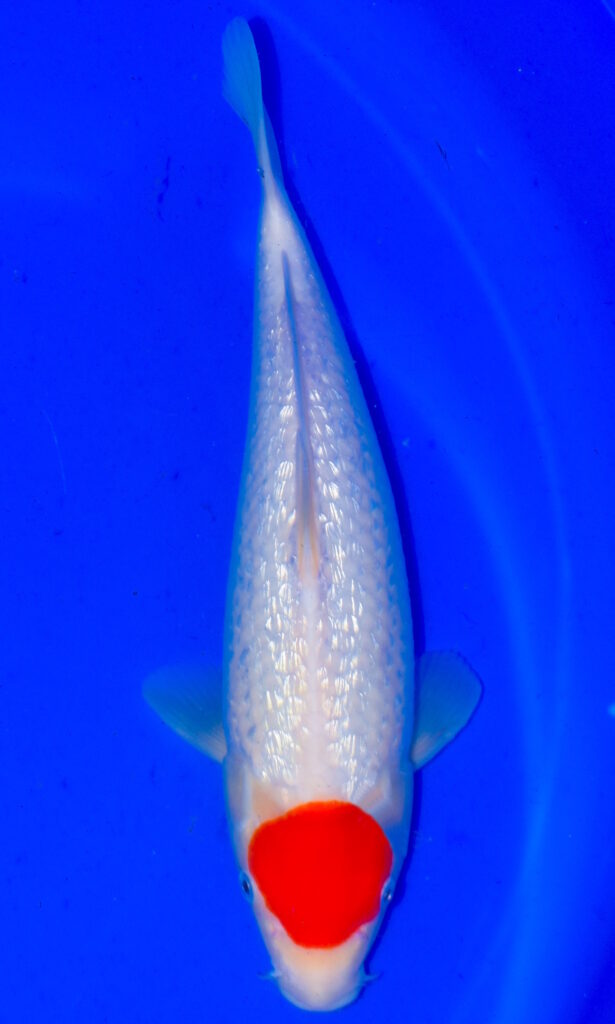 dsc 0187