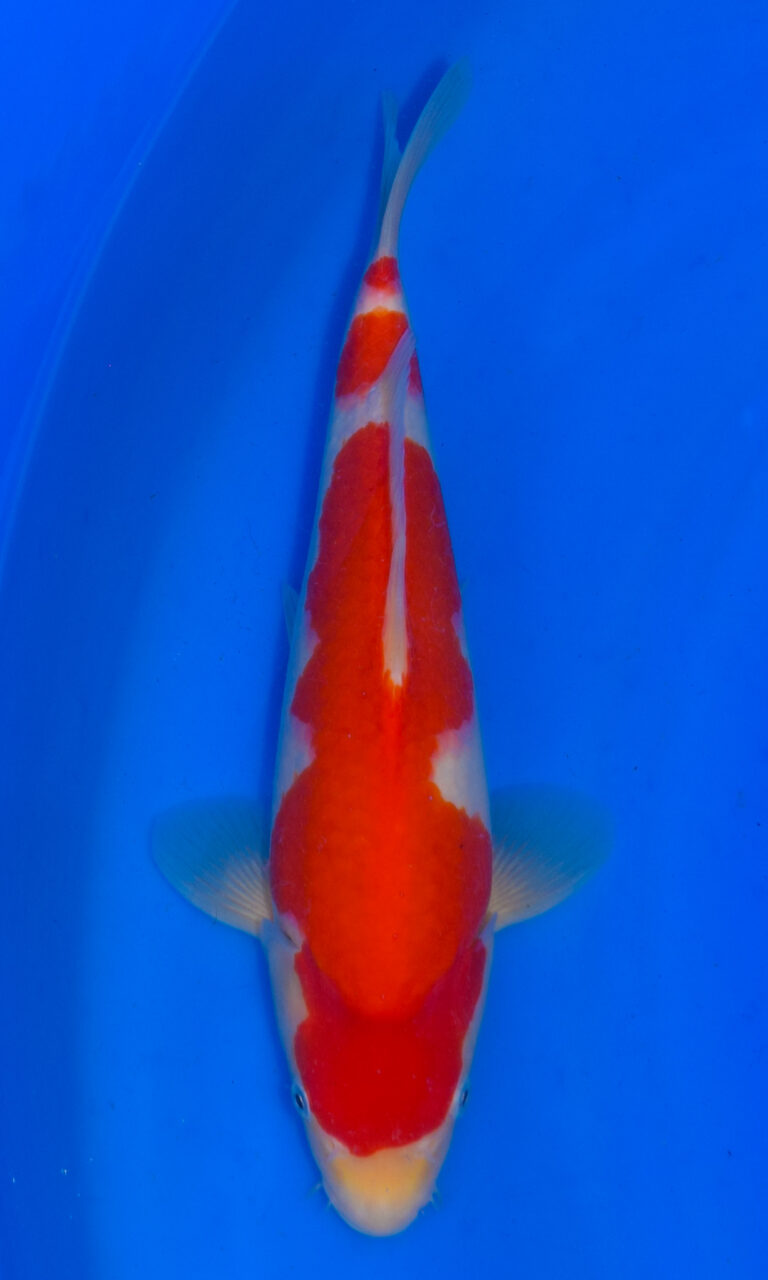 dsc 0191
