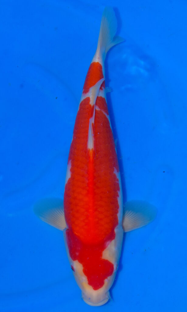 dsc 0194