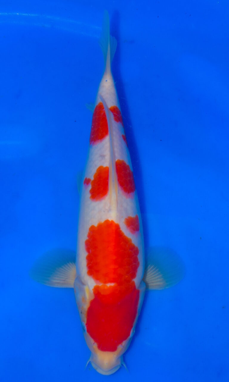 dsc 0197