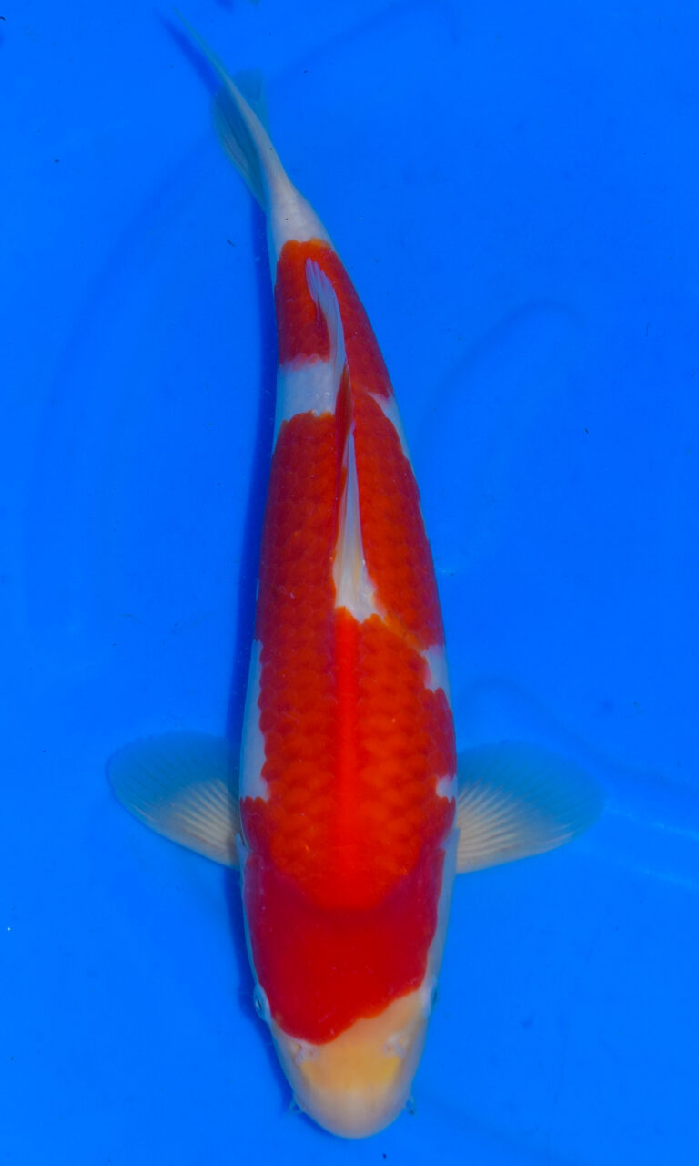 dsc 0202
