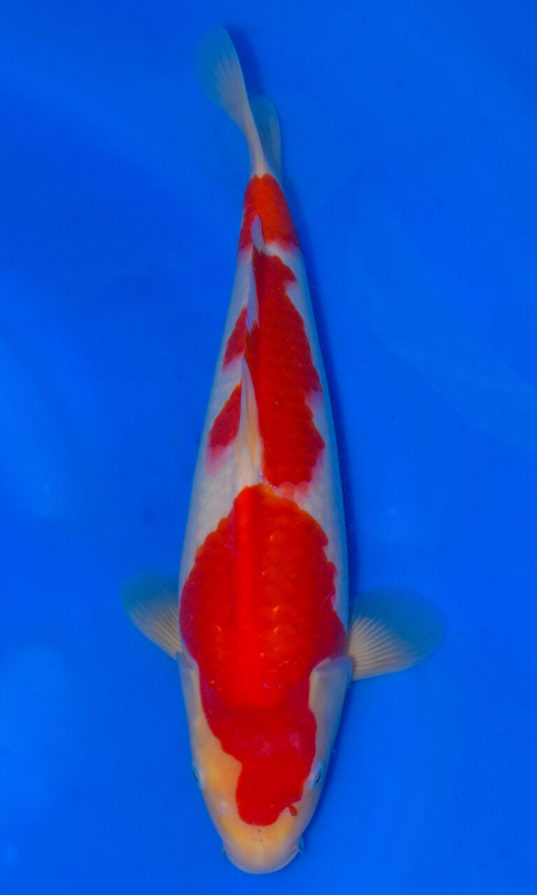 dsc 0203