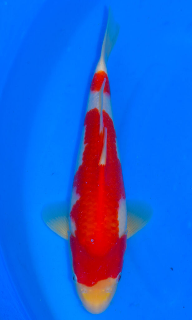 dsc 0204