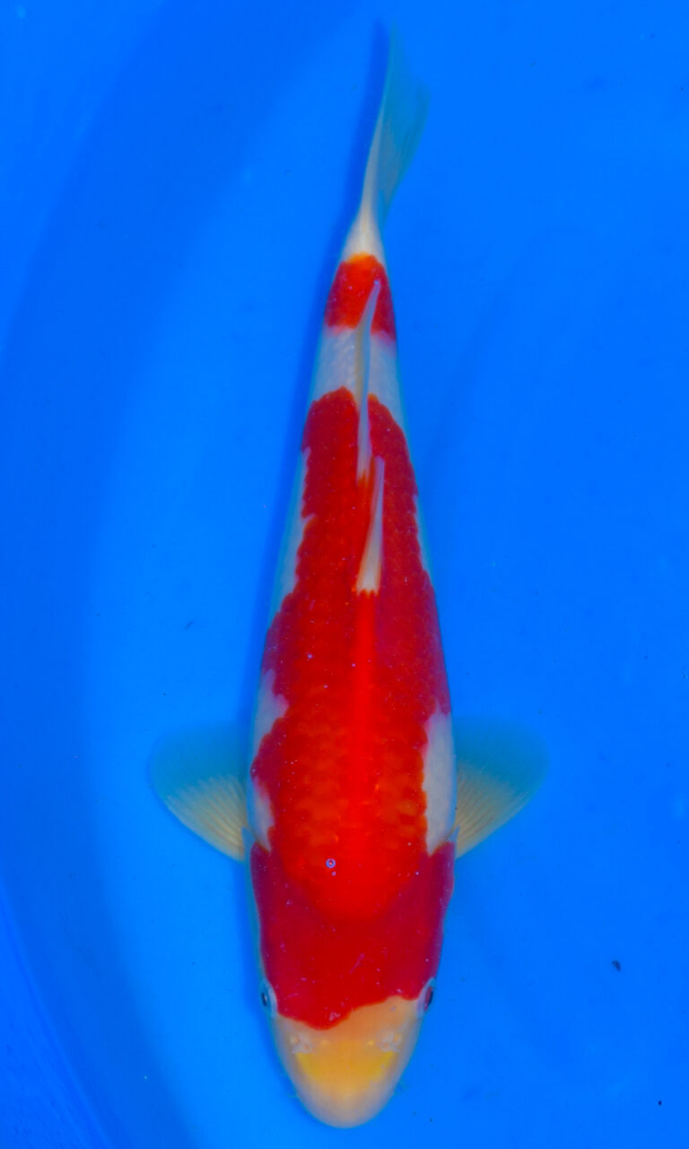 dsc 0204